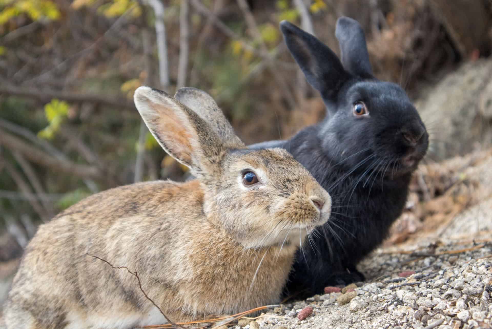 okunoshima rabbit island lapins