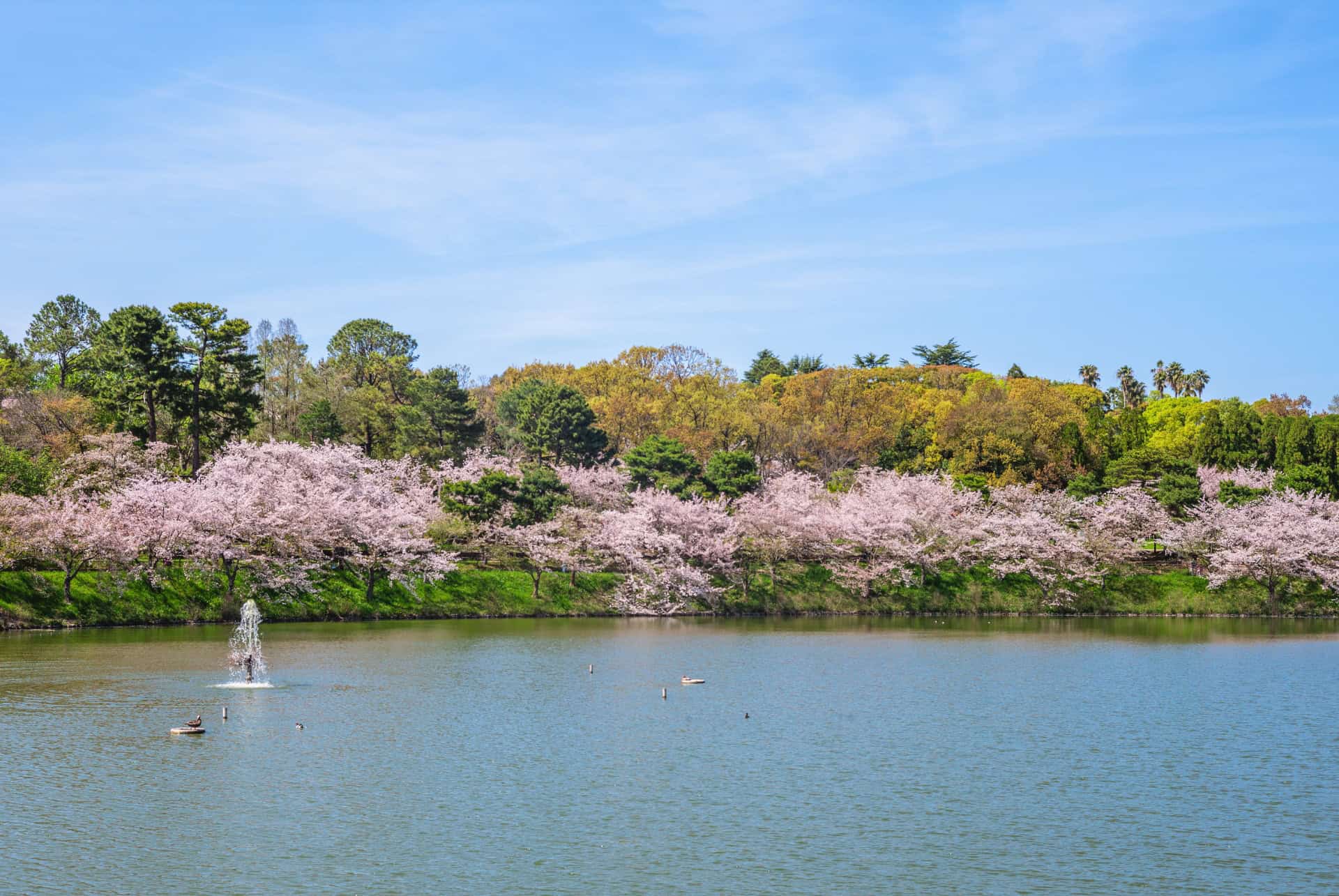tsurumi ryokuchi park osaka