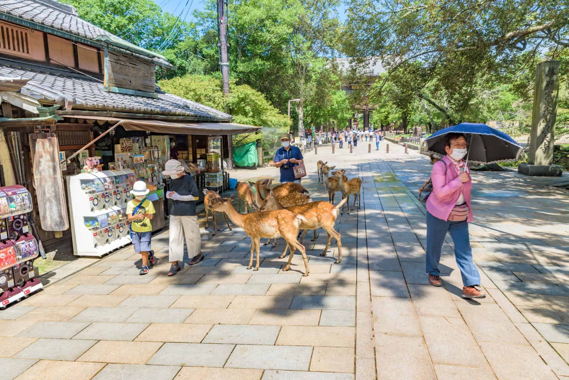 affluence touristique au japon en septembre nara