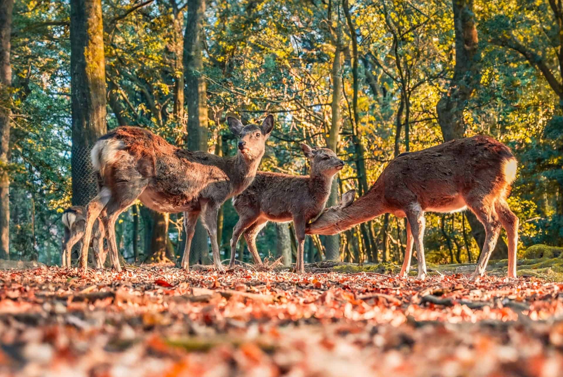 parc de nara en automne