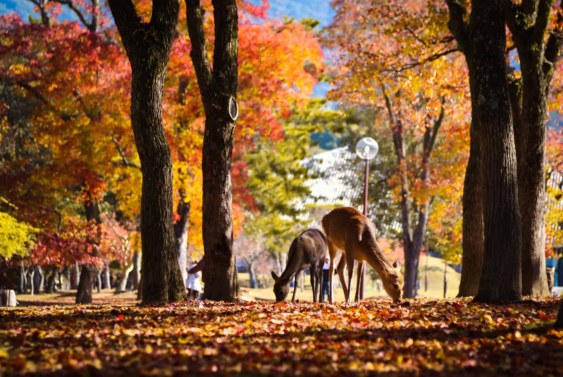 japon en octobre deux cerfs au parc de nara