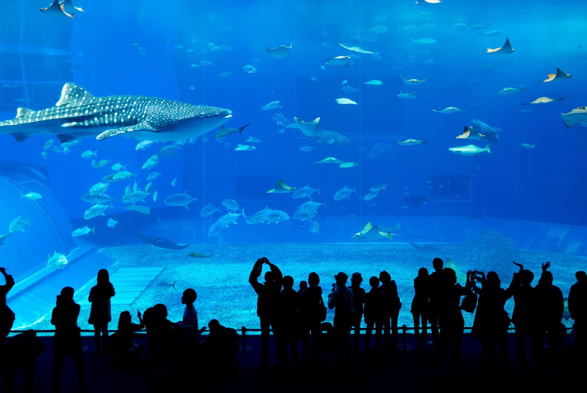 aquarium churaumi okinawa requin baleine