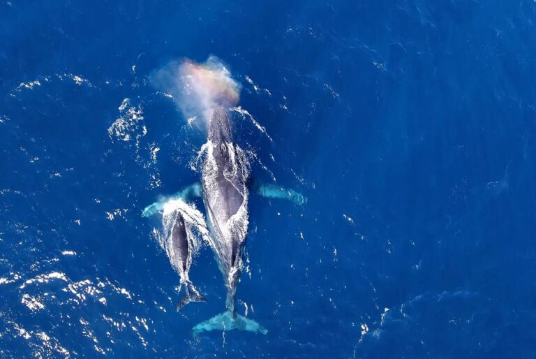 Excursion d'observation des baleines