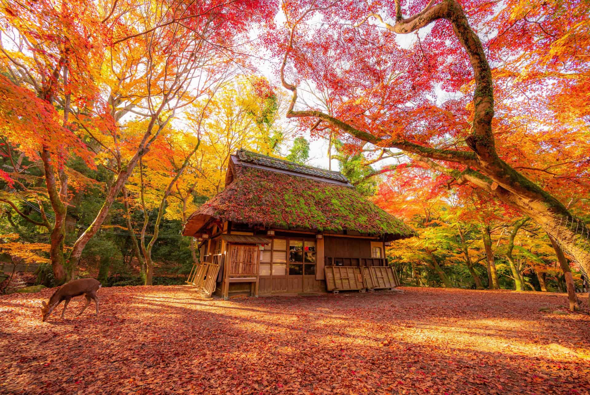 pourquoi visiter nara