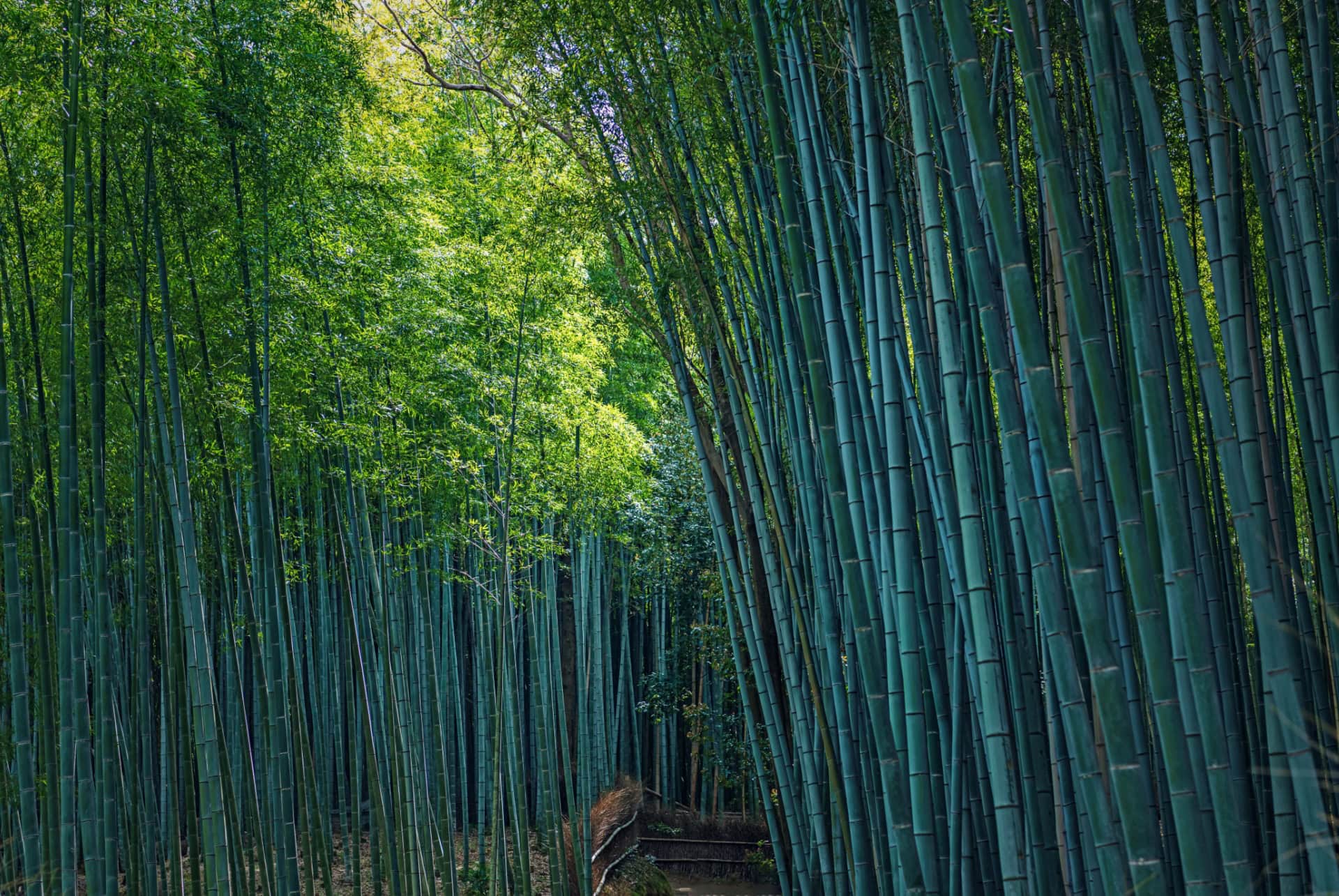 arashiyama bambouseraie