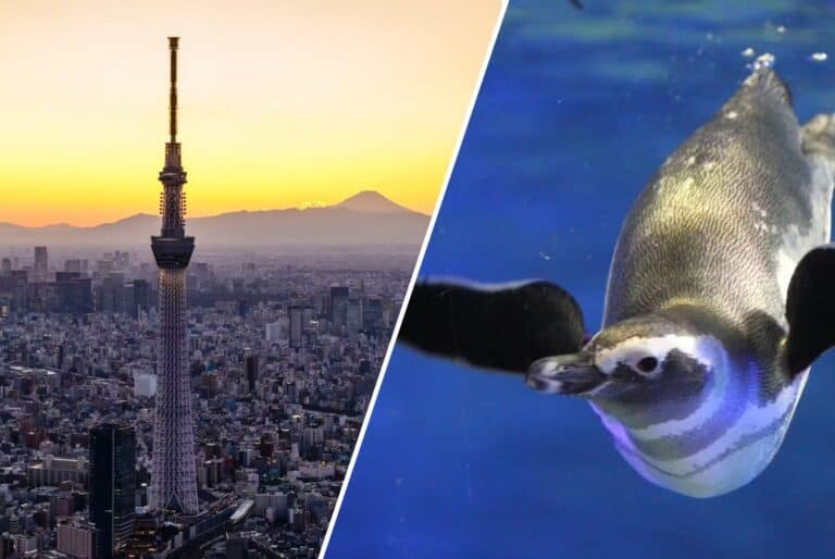 Billet combiné pour la Tokyo Skytree et le Sumida Aquarium