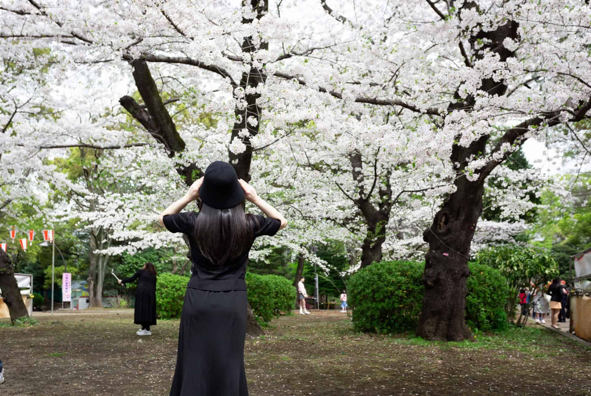 parc ueno printemps hanami