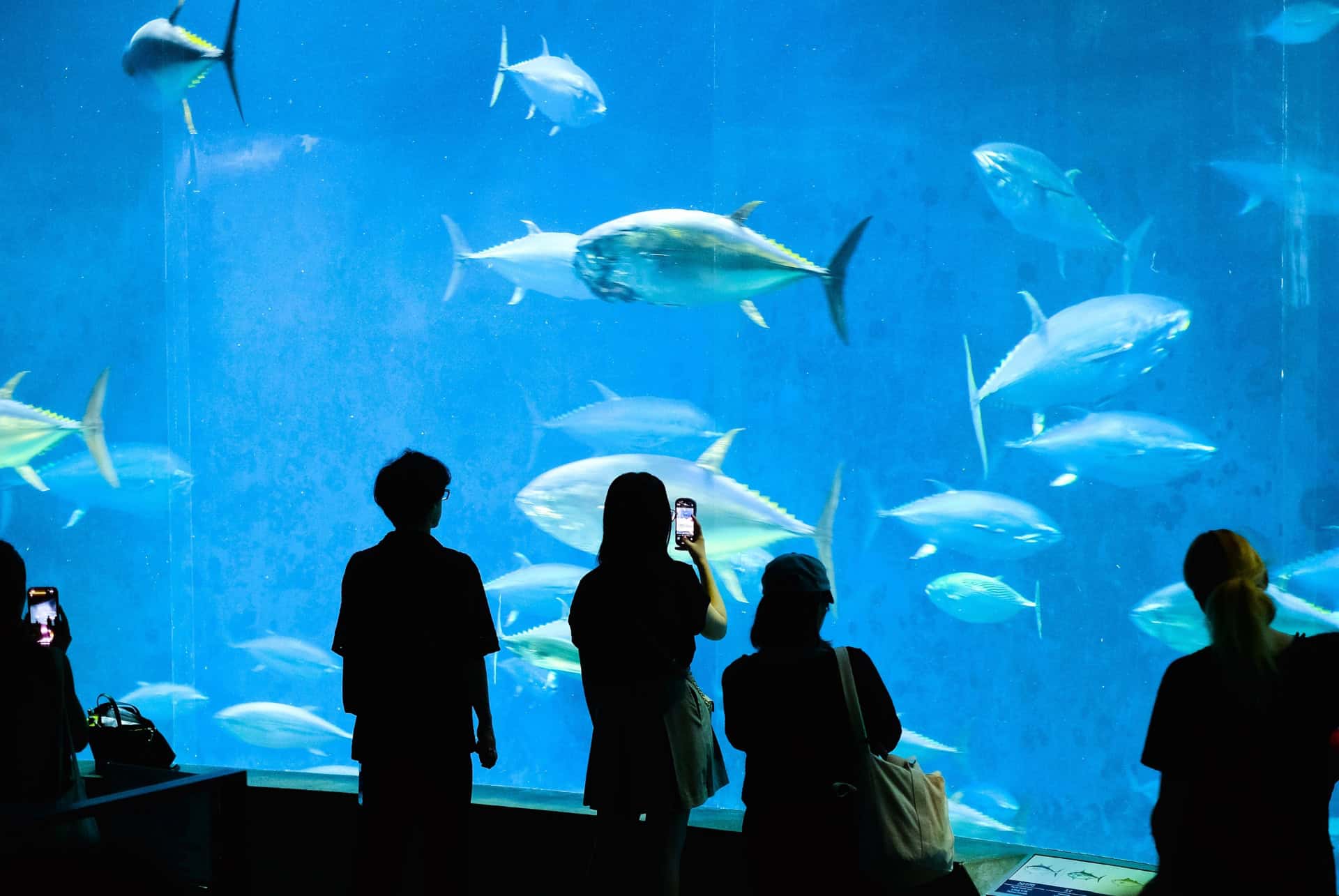 aquarium sea life tokyo aquarium sea life tokyo