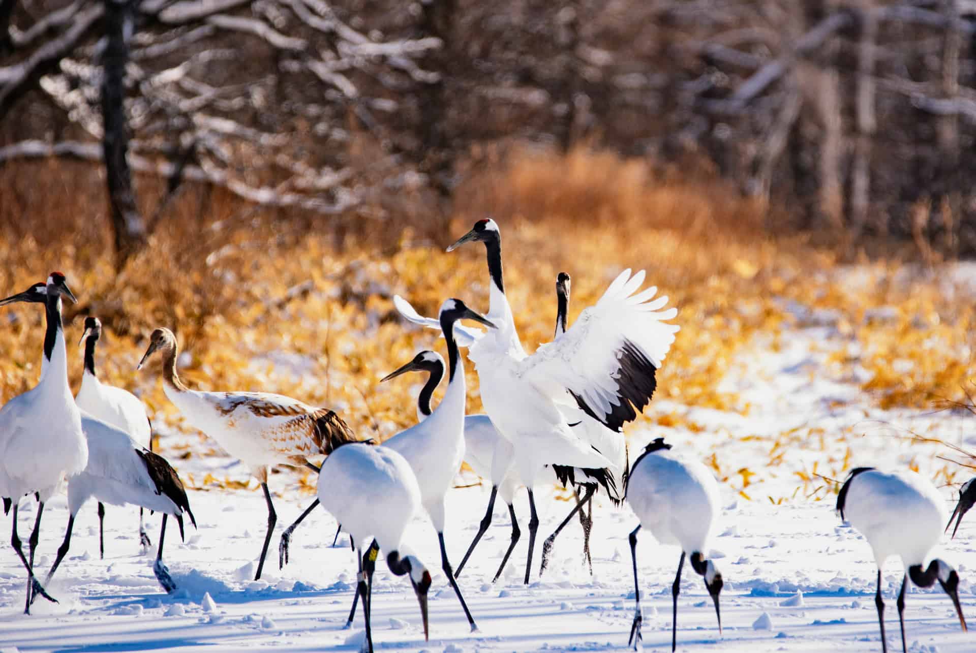 grues a hokkaido grues a hokkaido