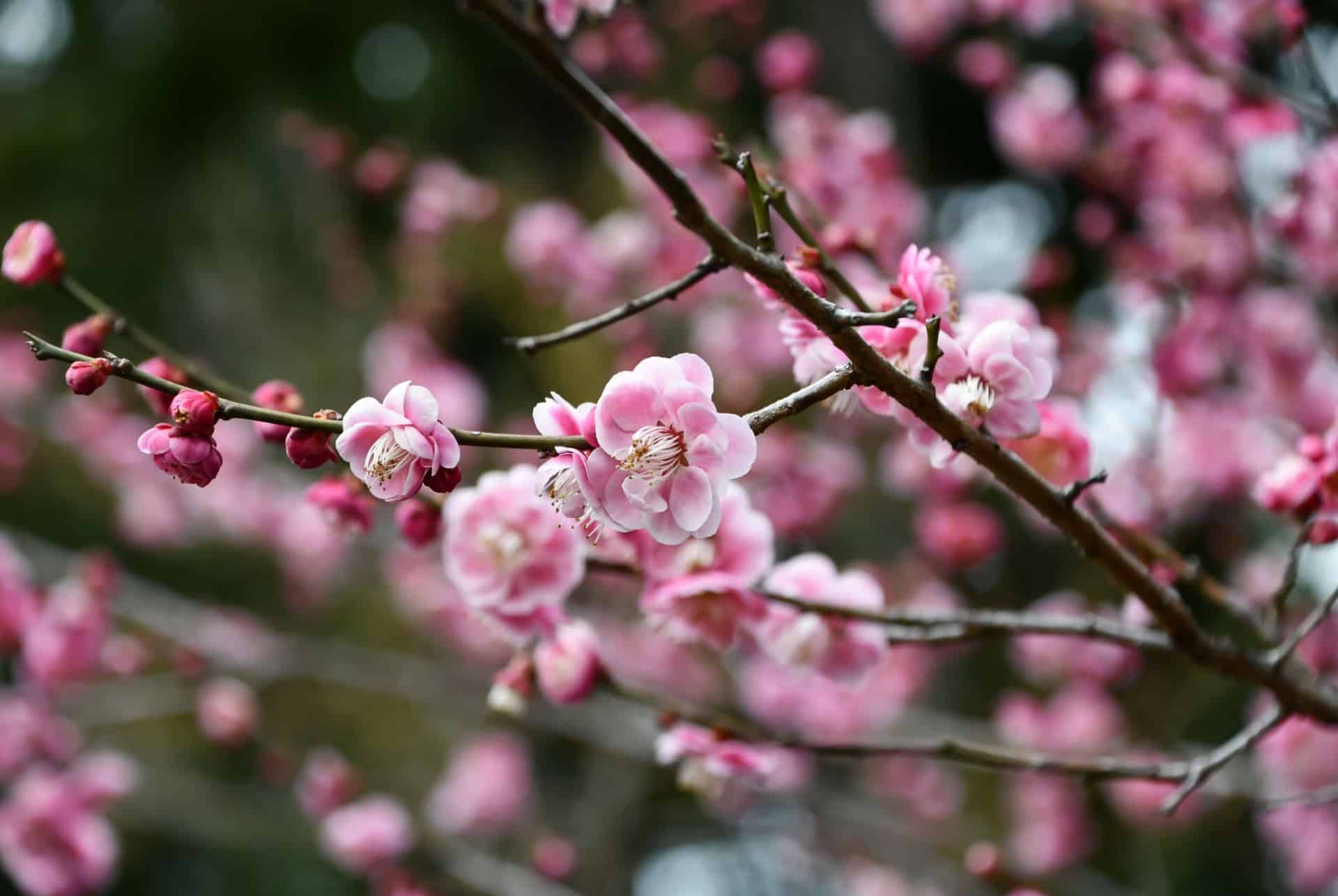 fleurs de prunier hanami japon fleurs de prunier hanami japon