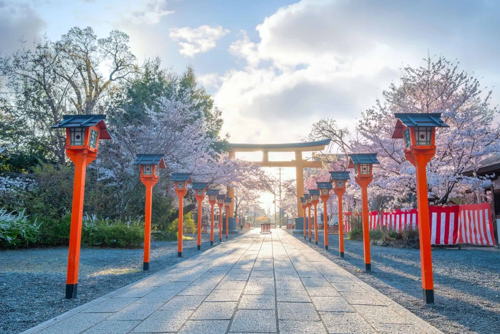 hirano jinja hirano jinja cerisiers fleurs kyoto