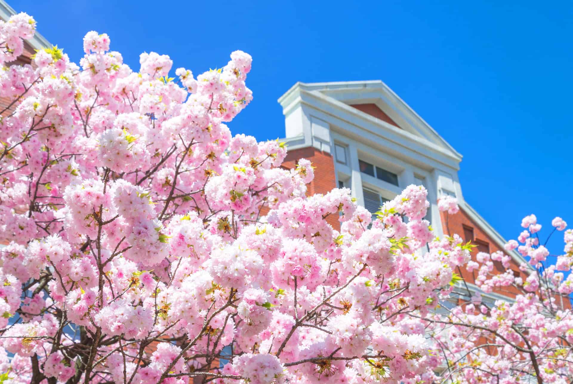 jardin japan mint museum cerisiers en fleurs à osaka jardin japan mint museum