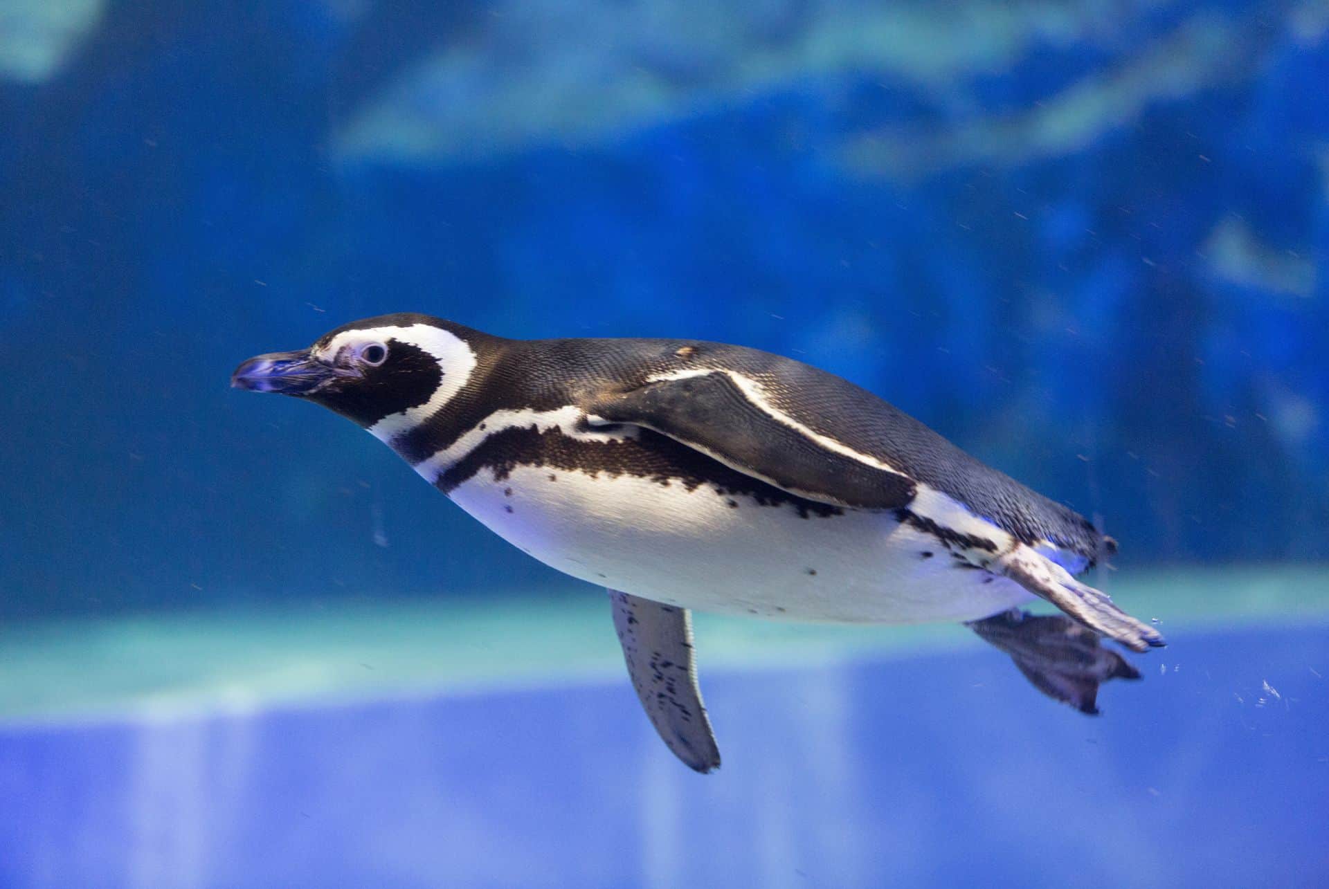 manchot qui nage manchot qui nage