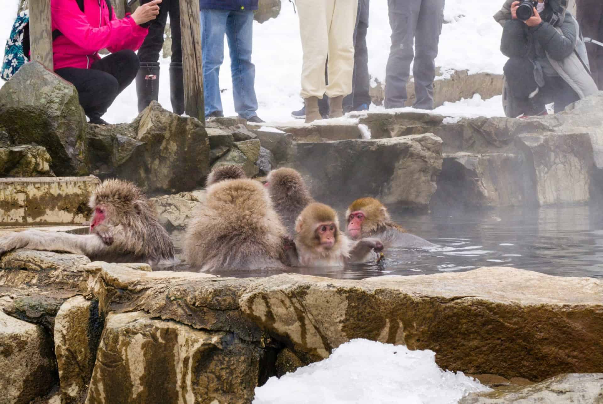 parc jigokudani parc jigokudani