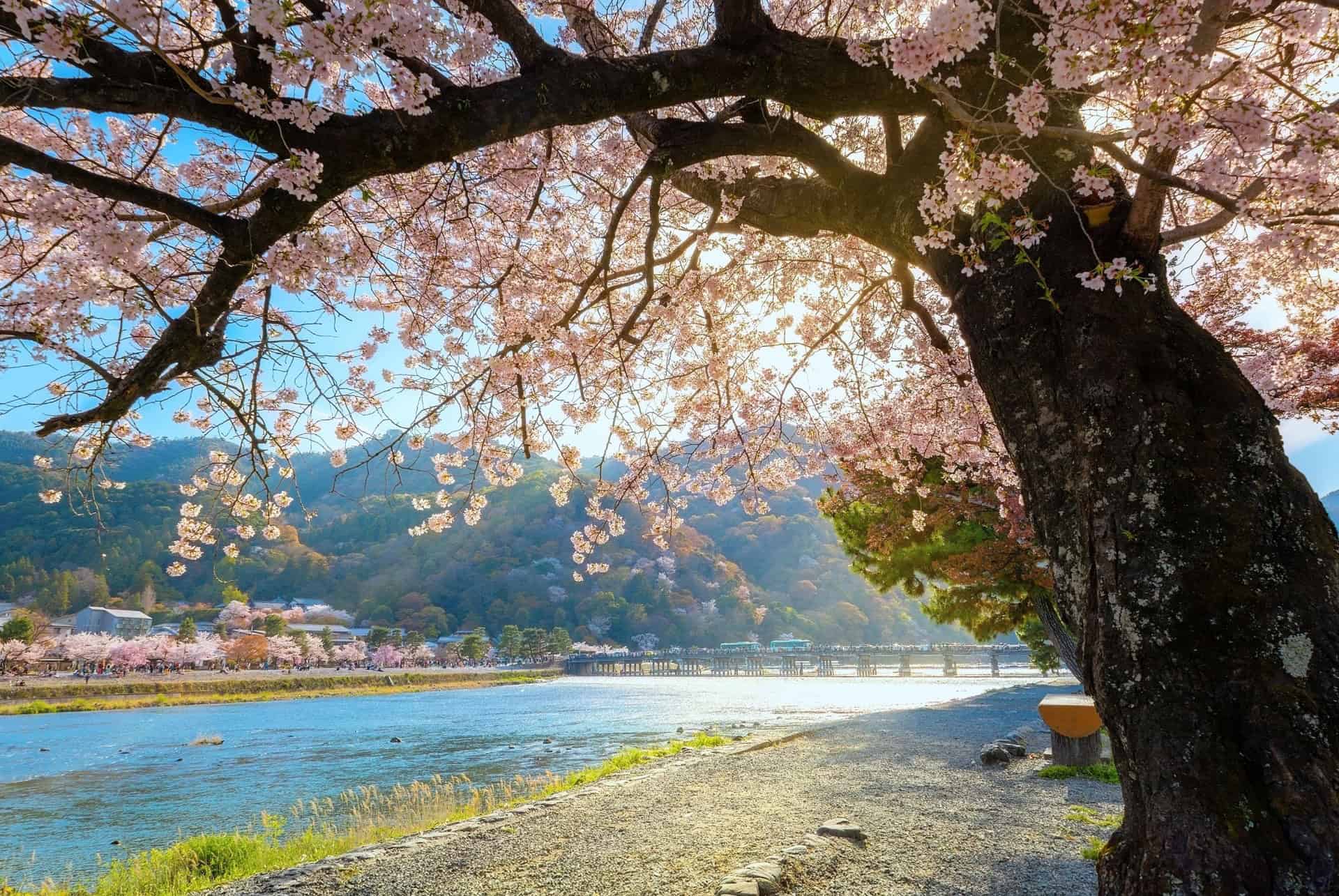 pont togetsukyo cerisiers fleurs kyoto pont togetsukyo cerisiers fleurs kyoto