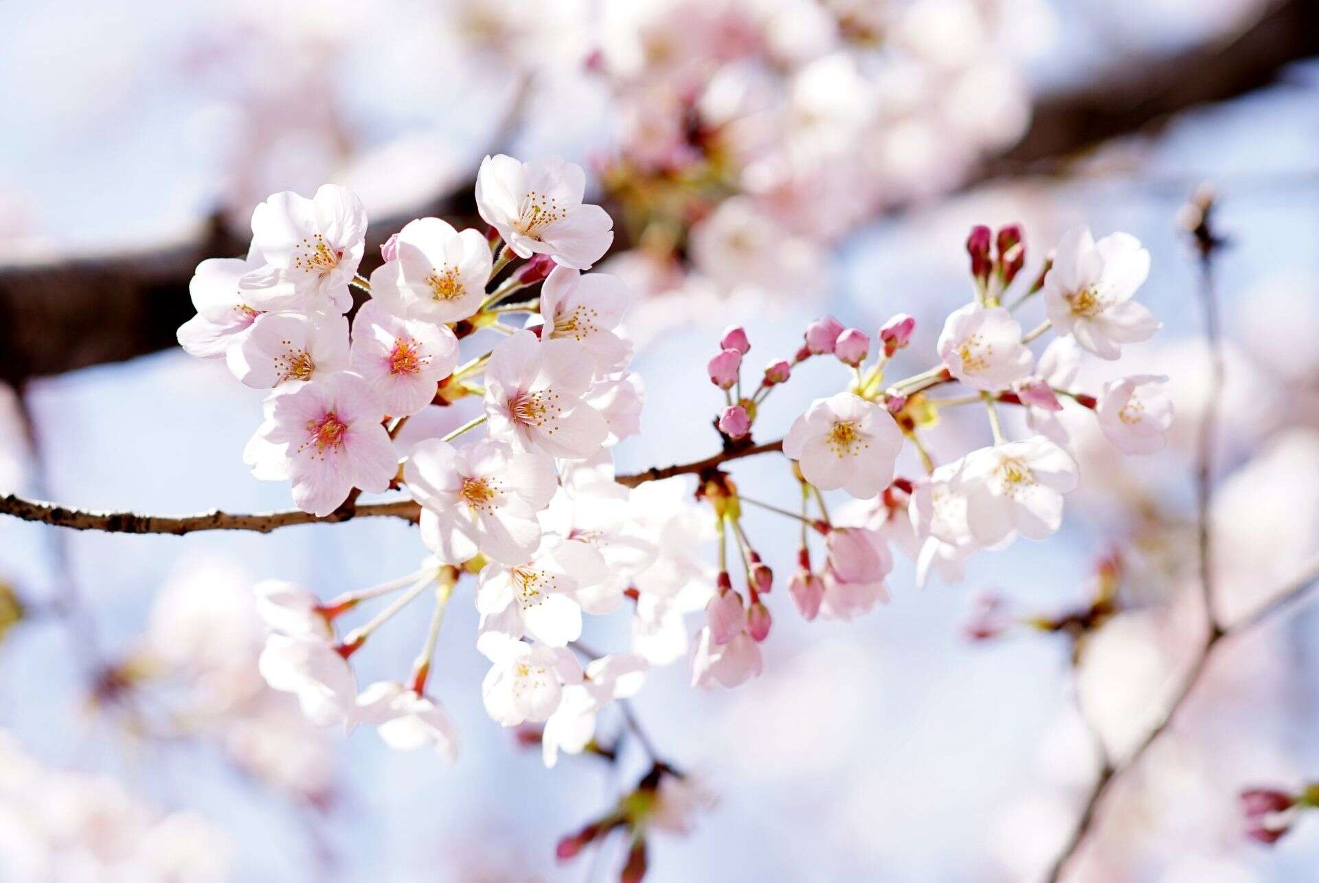 somei yoshino somei yoshino