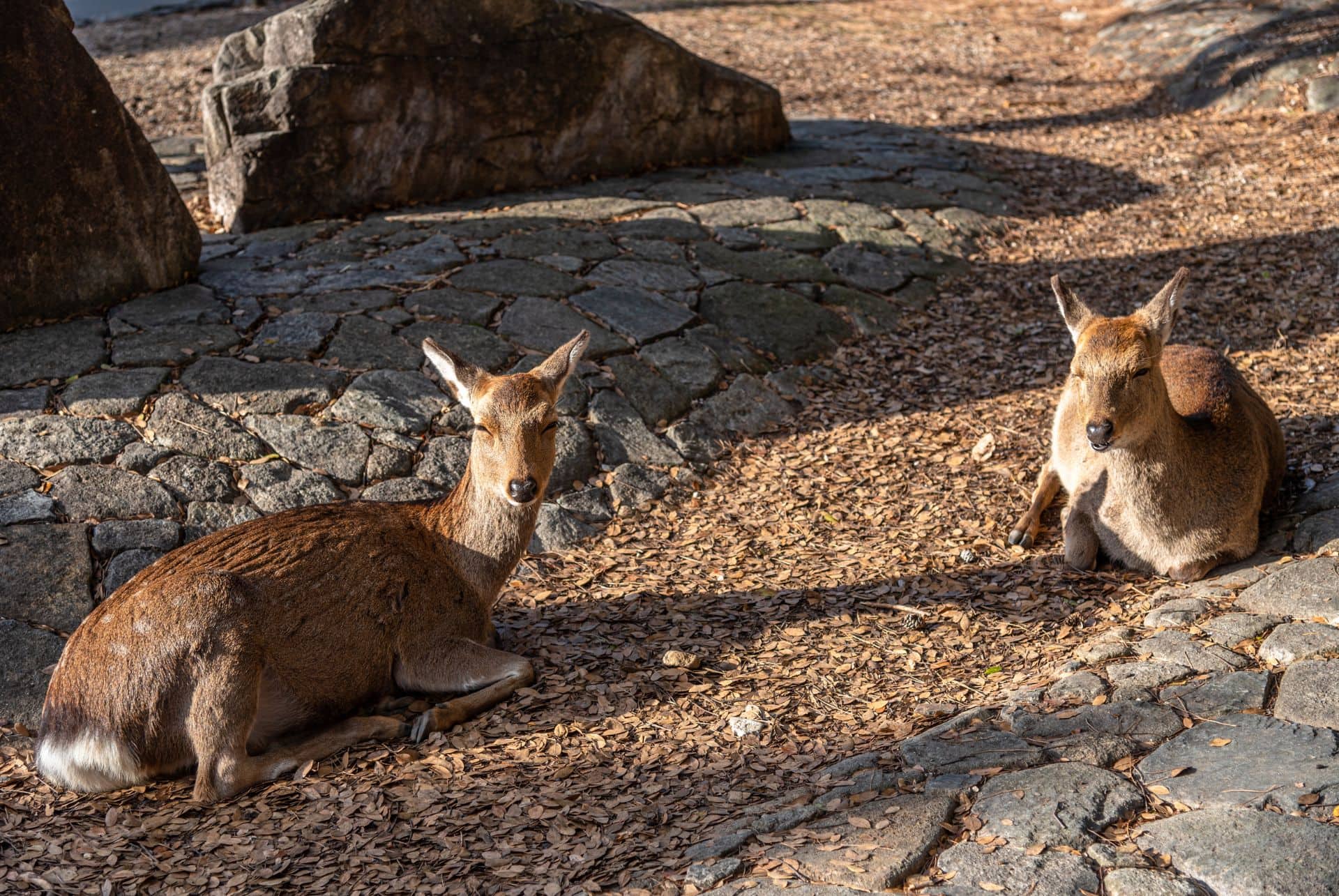 cerfs shika cerfs shika