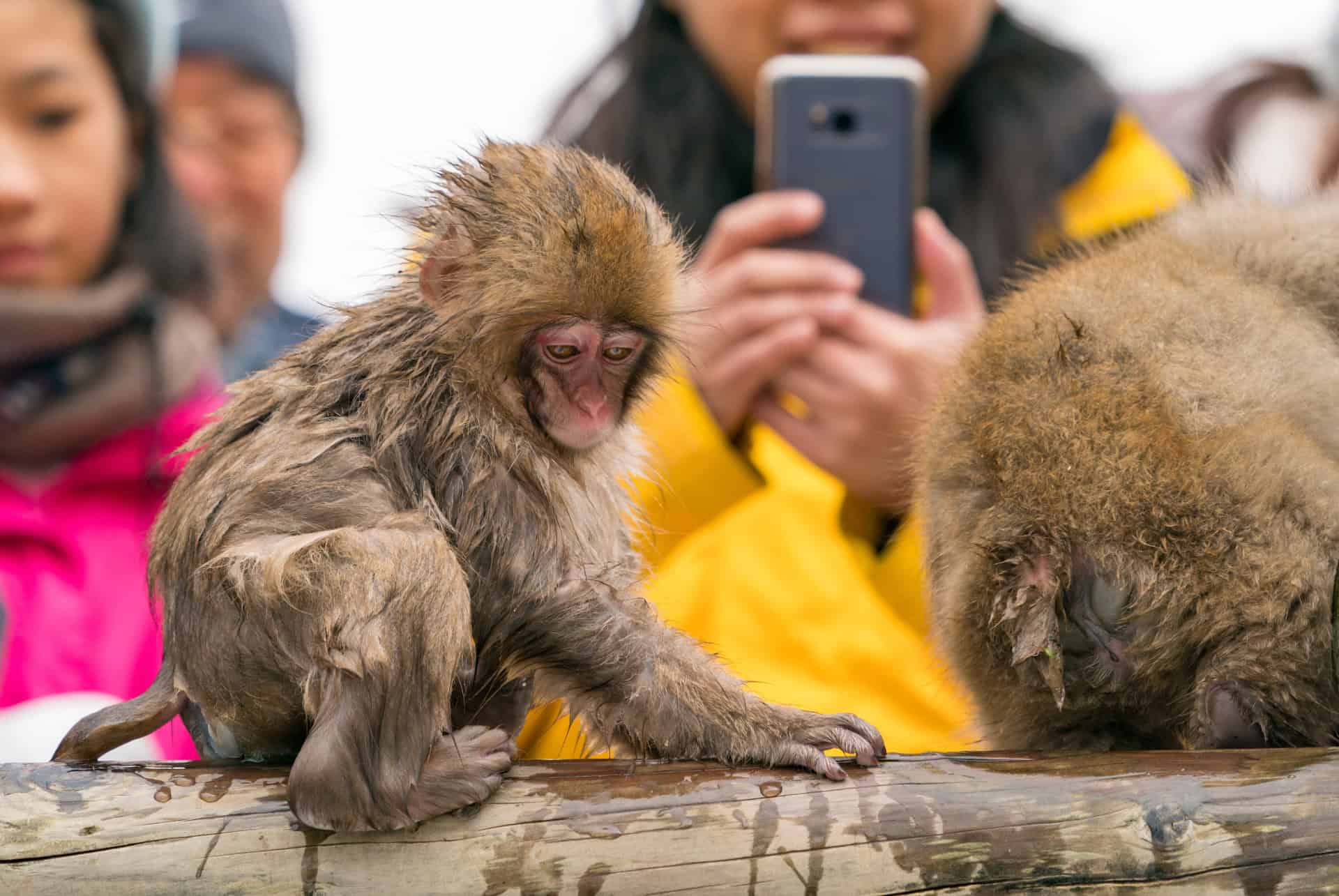 consignes securite parc jigokudani consignes securite parc jigokudani