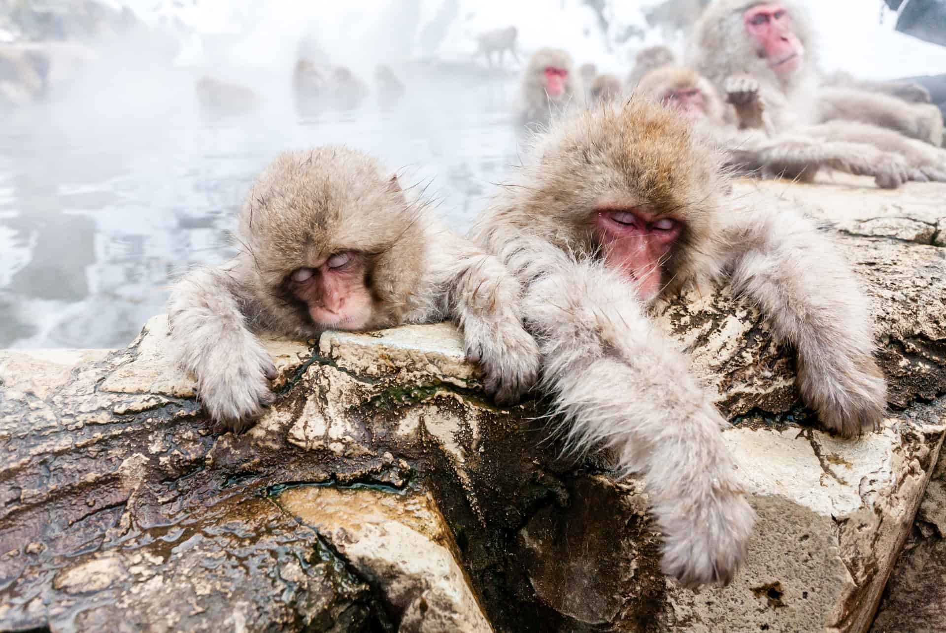 macaques au parc jigokudani macaques au parc jigokudani
