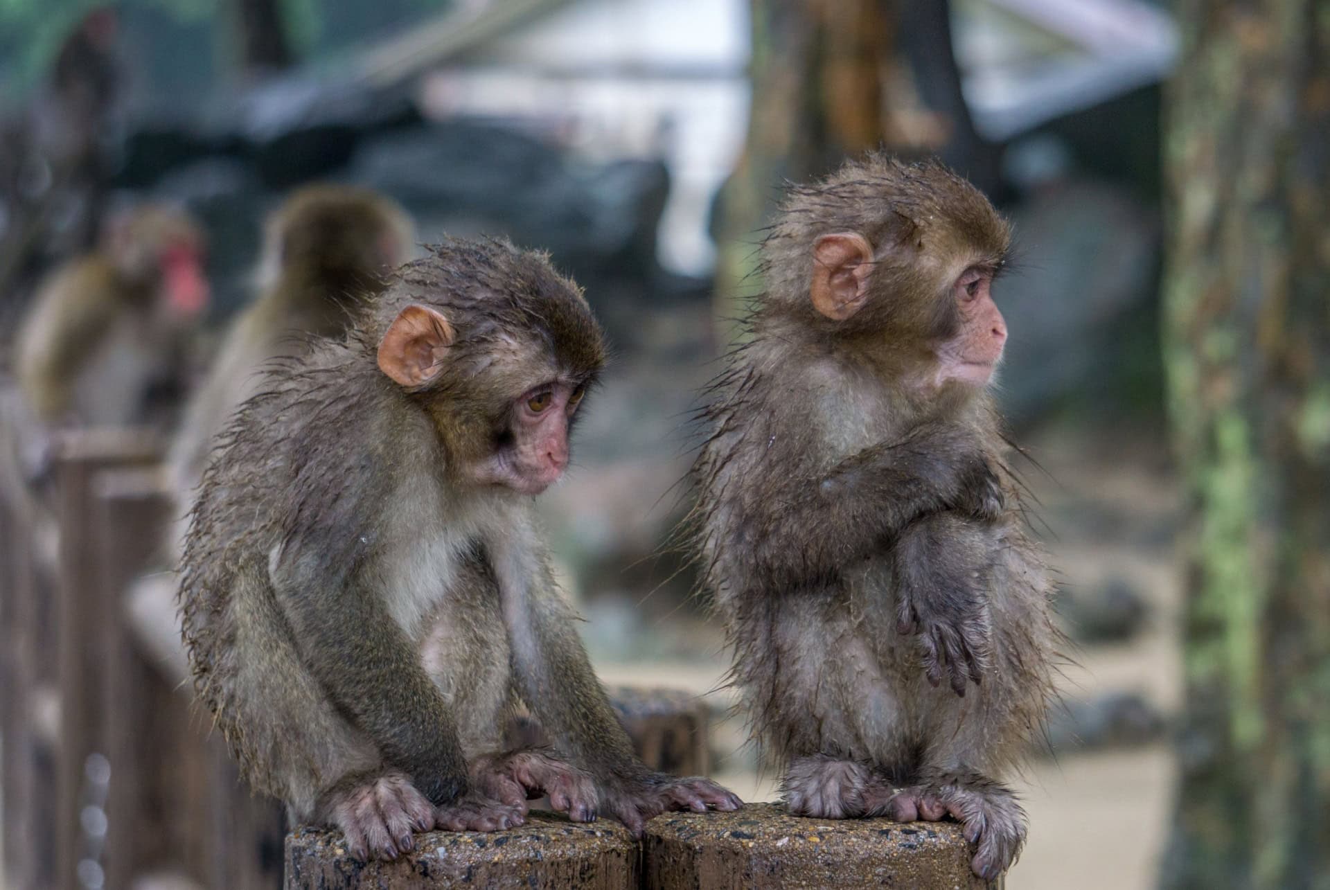 singes takasakiyama singes takasakiyama