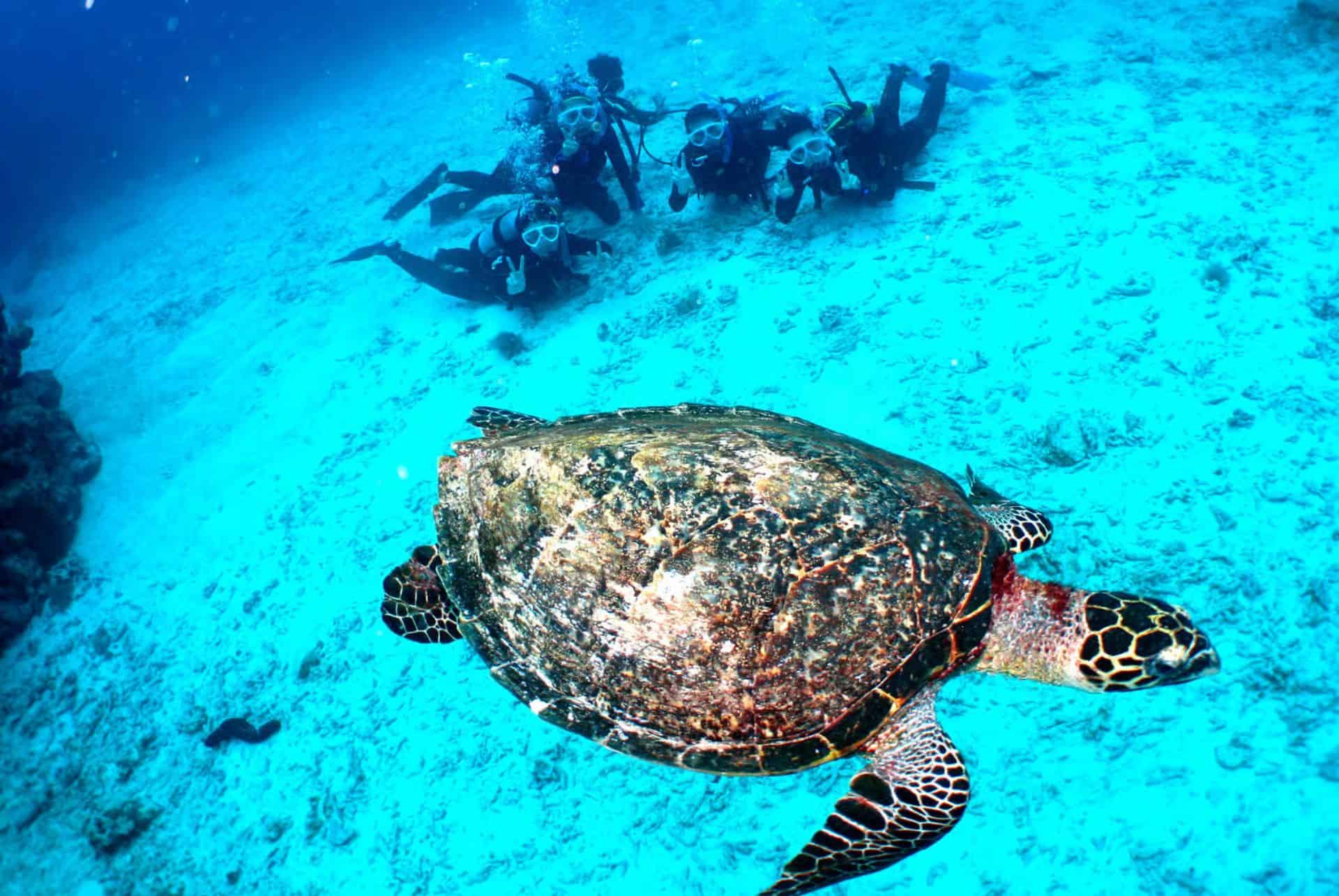 tortue iles kerama tortue iles kerama