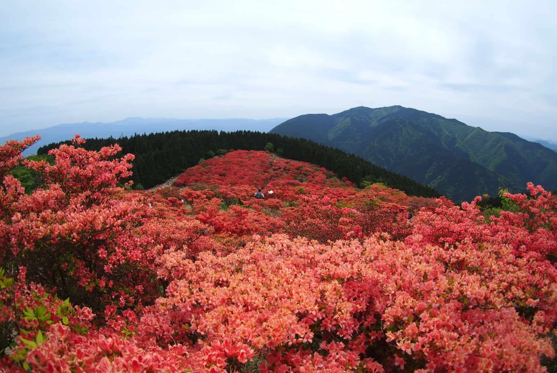 yamato katsuragi kansai yamato katsuragi kansai