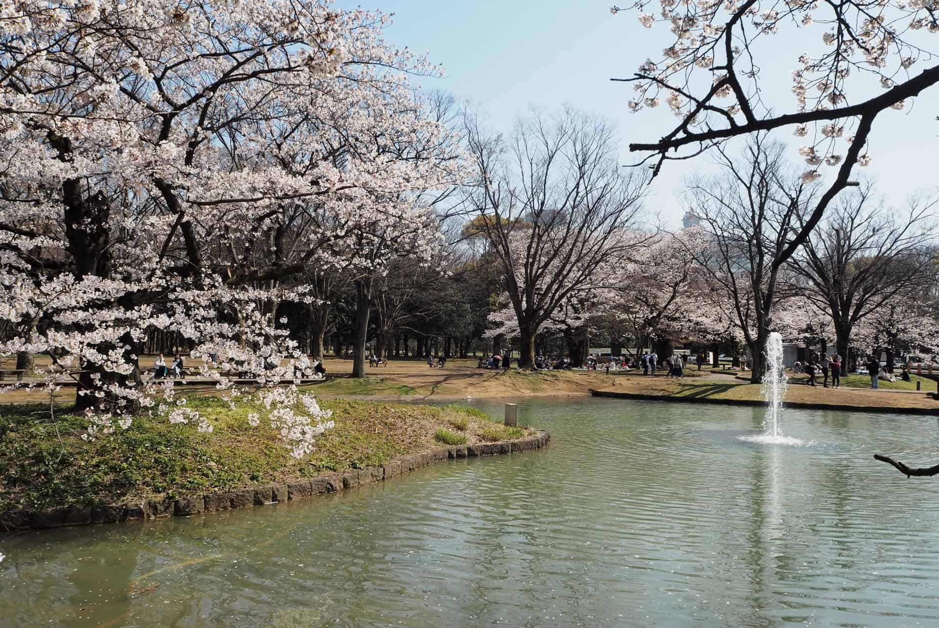 yoyogi park tokyo printemps yoyogi park tokyo printemps