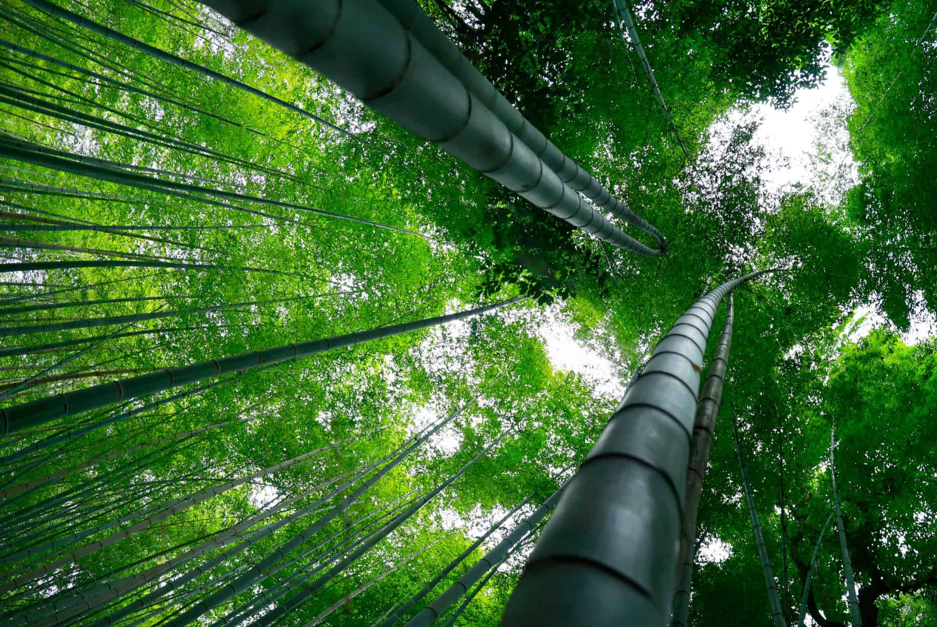 bambouseraie arashiyama vue bambouseraie arashiyama vue