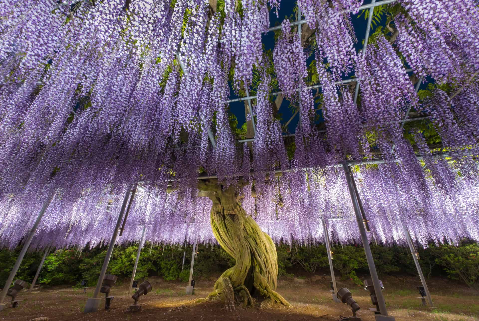 glycine ashikaga wisteria festival glycine ashikaga wisteria festival