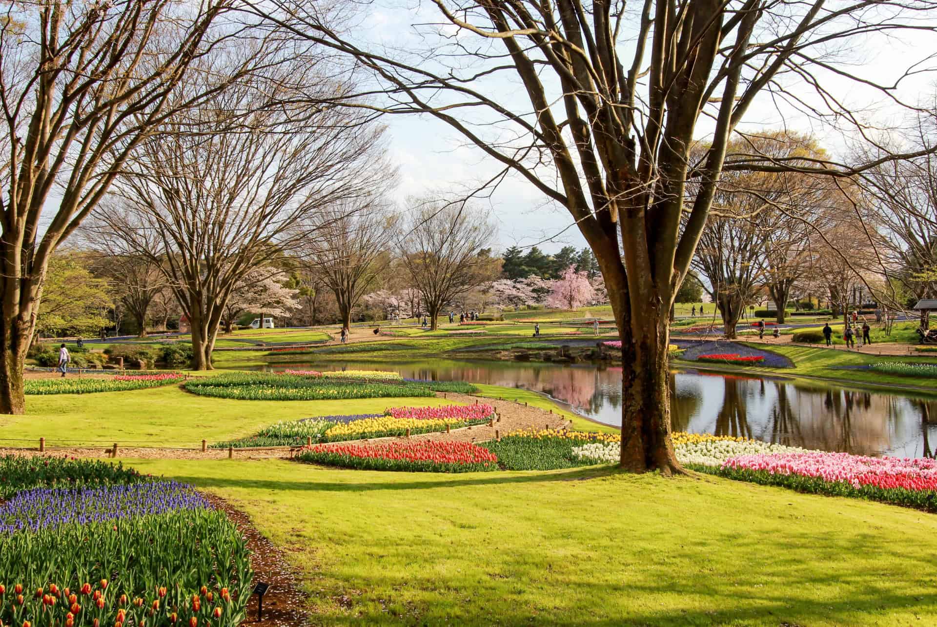 showa memorial park japon showa memorial park japon
