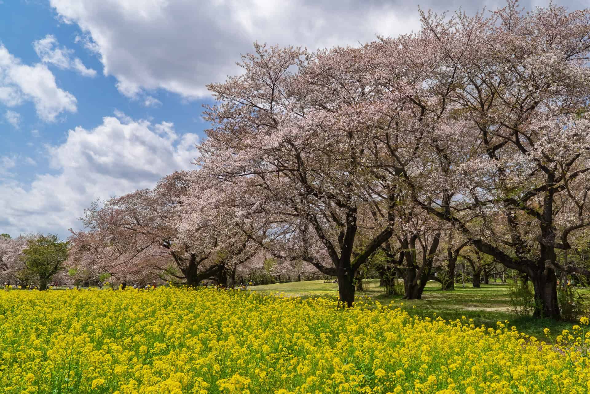 showa memorial park tokyo showa memorial park tokyo