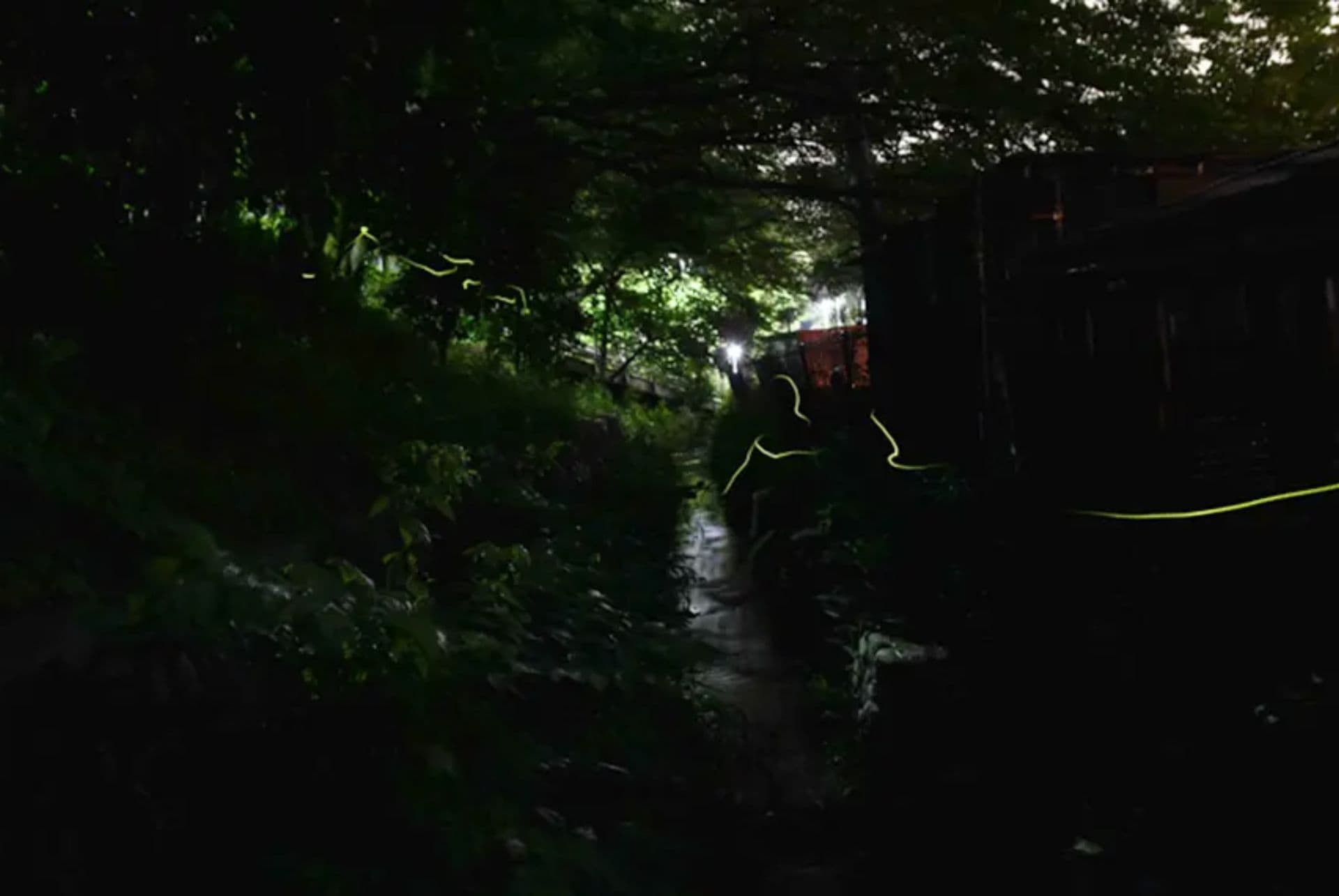 festival lucioles fussa festival lucioles fussa