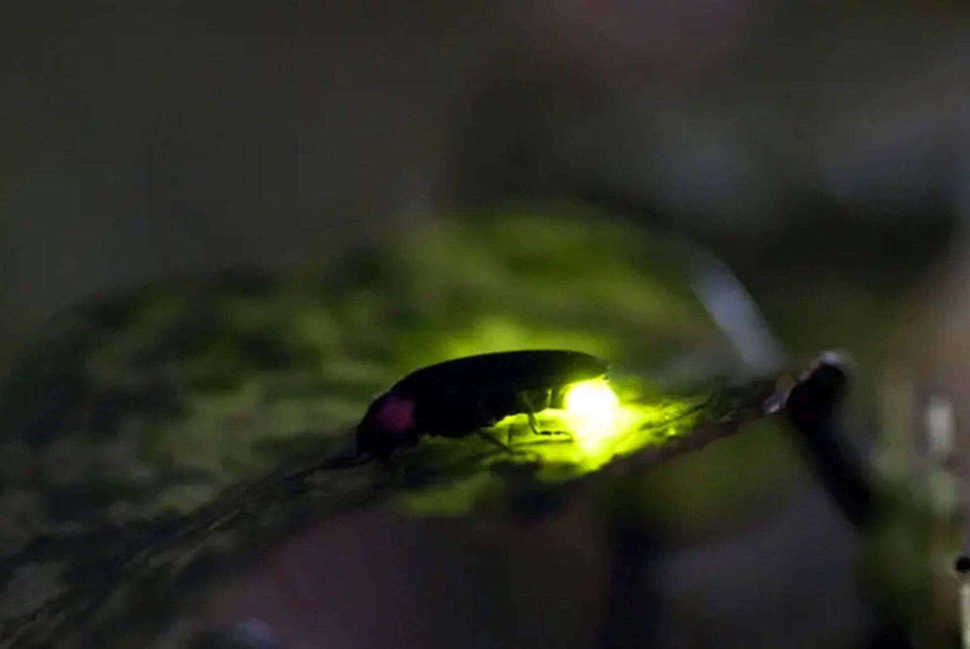 luciole japon luciole japon