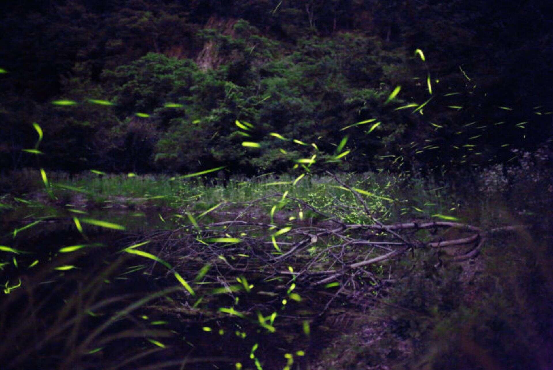 ou voir des lucioles au japon montagnes minami ou voir des lucioles au japon montagnes minami