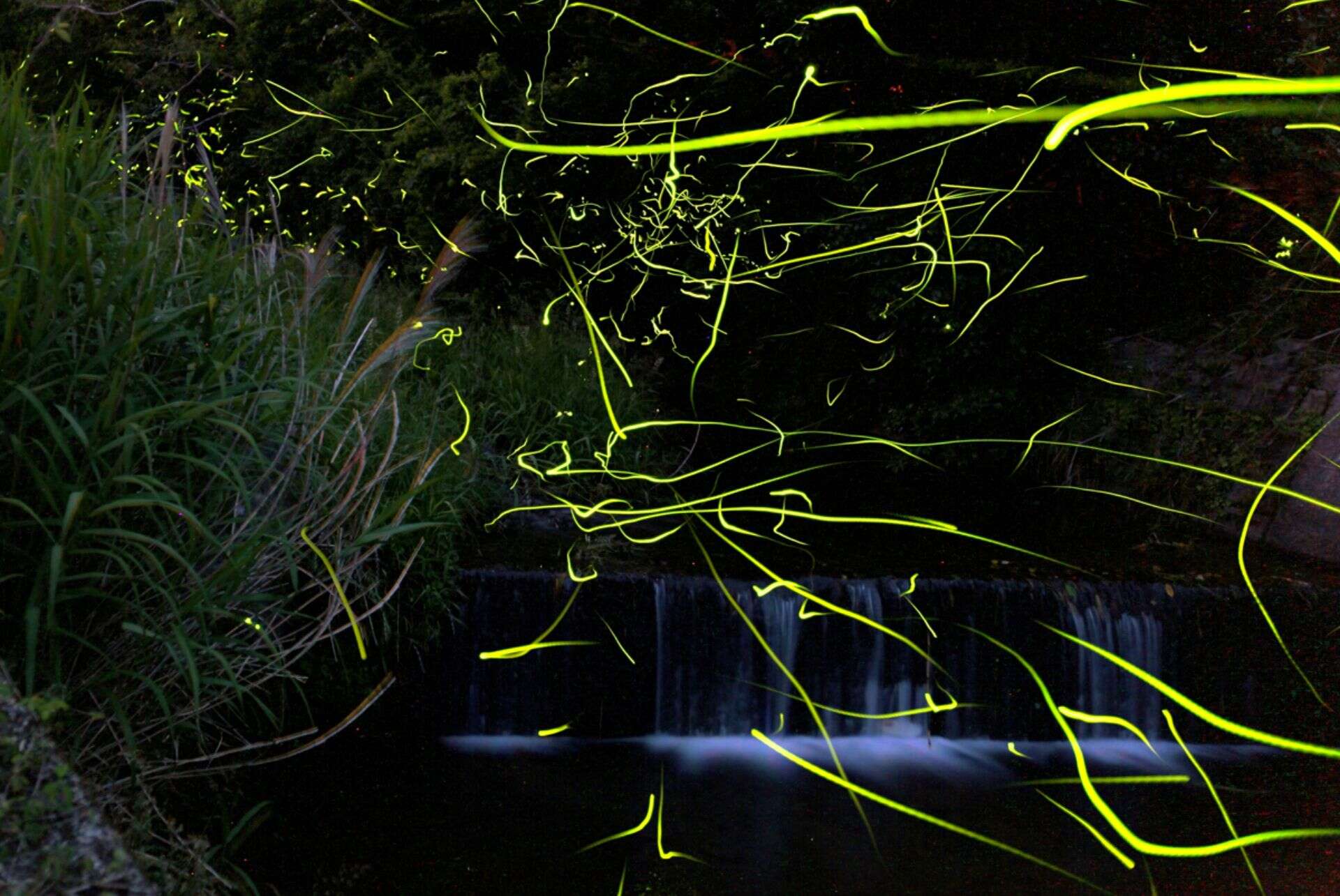 ou voir des lucioles au japon okazaki ou voir des lucioles au japon okazaki