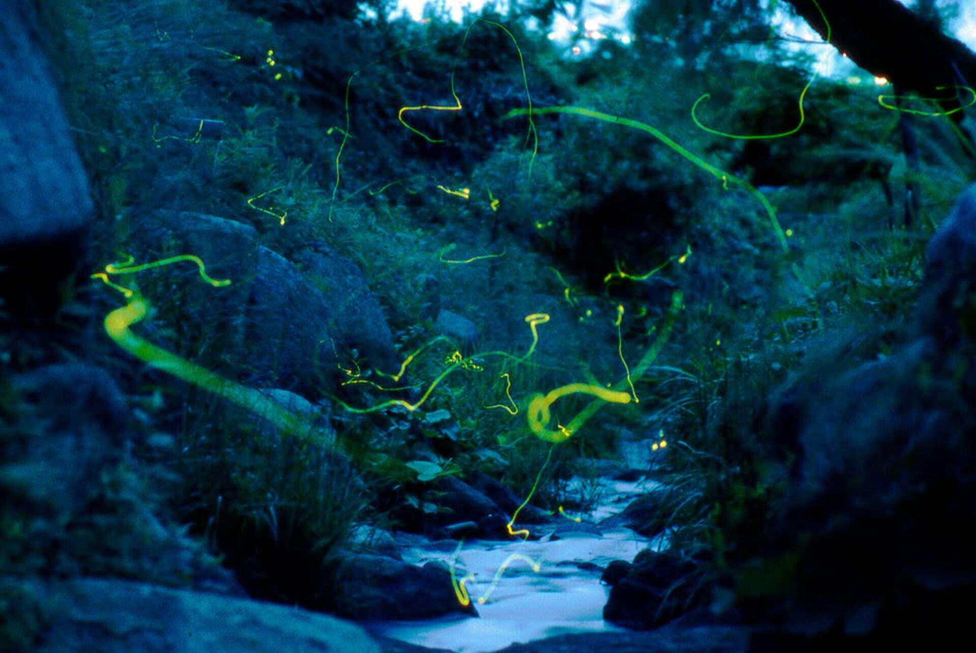 ou voir des lucioles au japon tsukiyono ou voir des lucioles au japon lucioles tsukiyono
