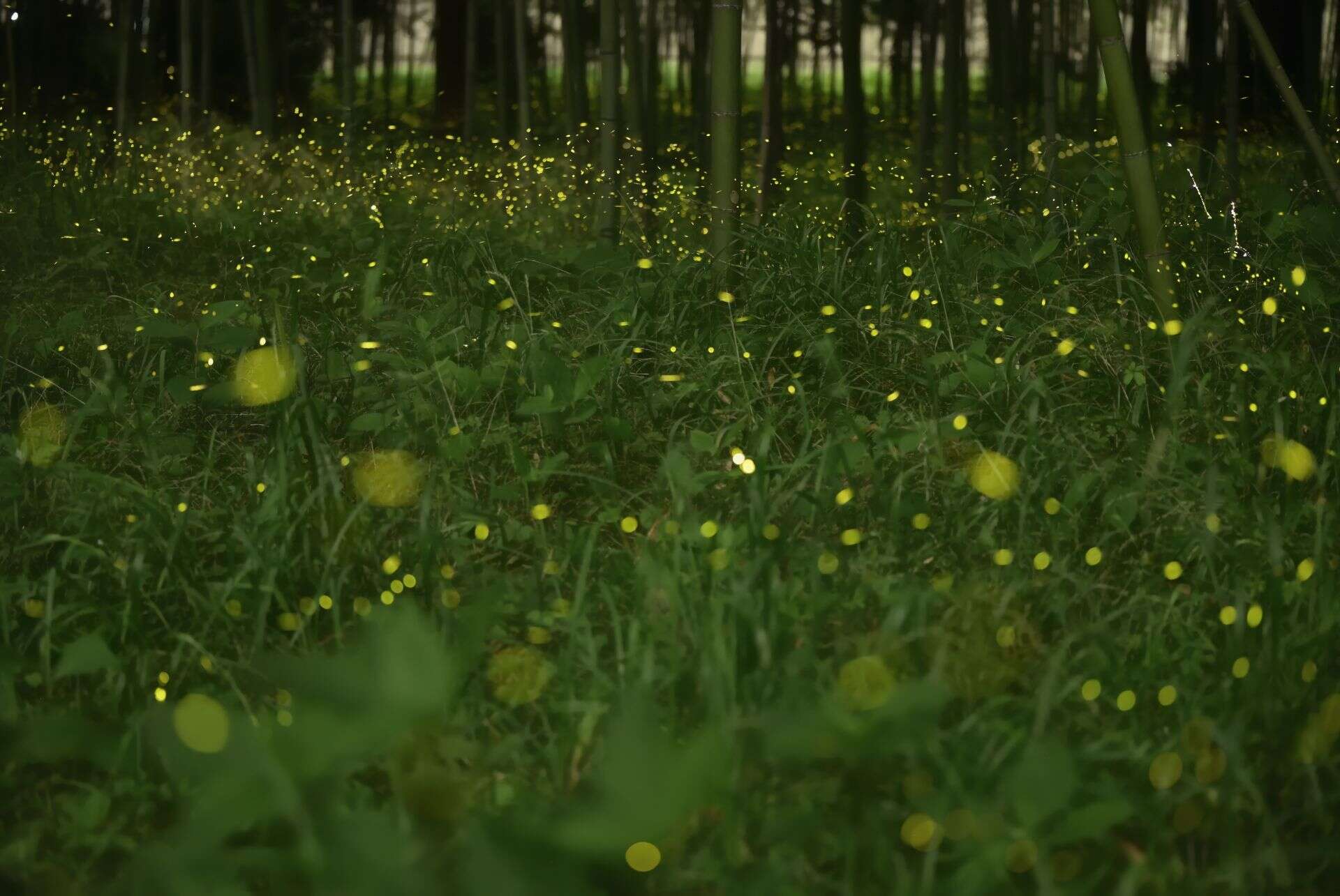 ou voir des lucioles au japon ou voir des lucioles au japon