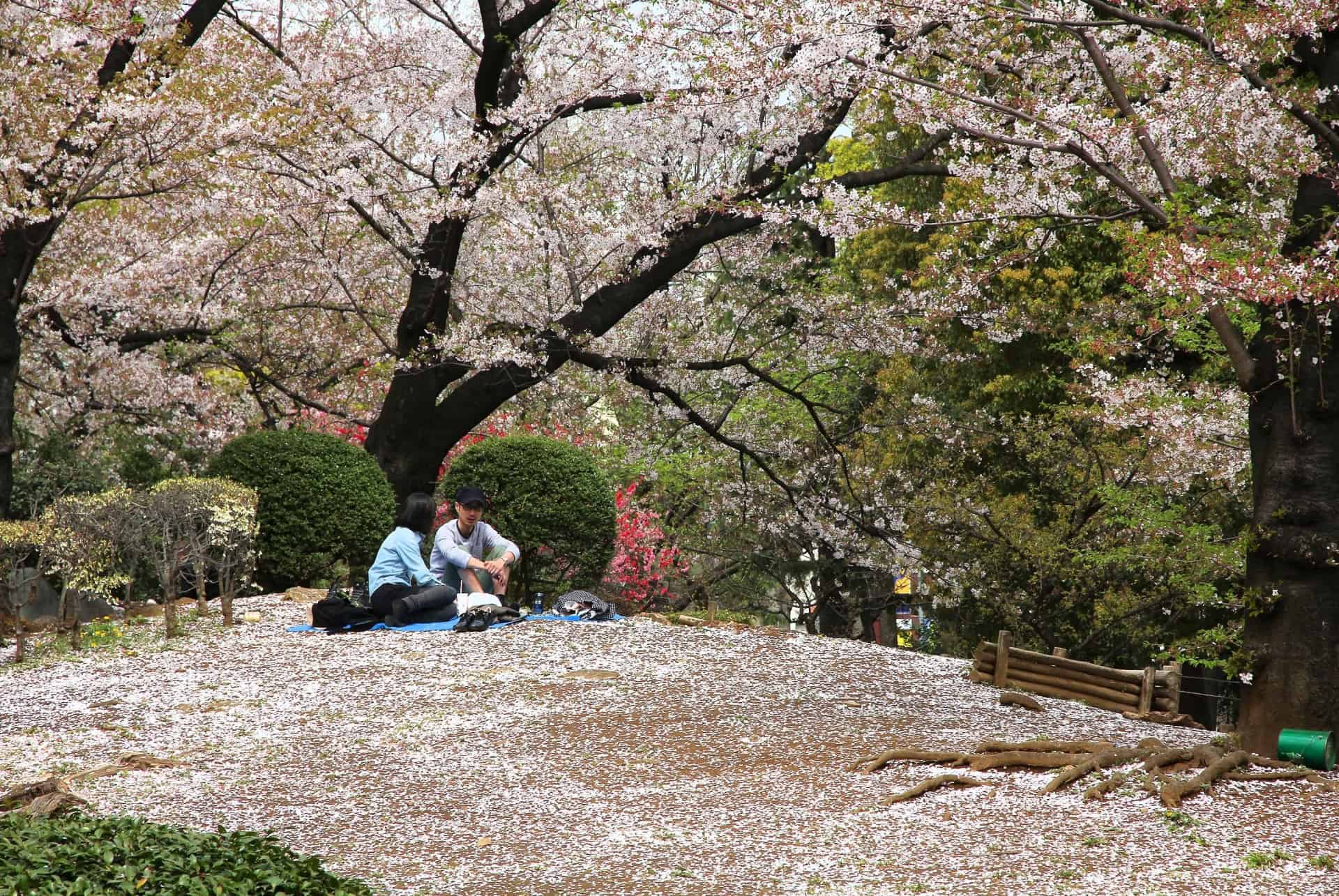 sumida parc hanami sumida parc hanami