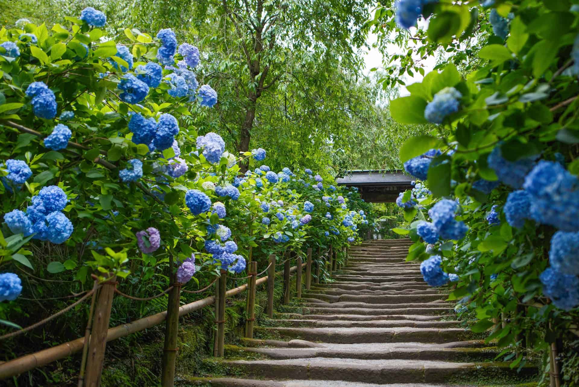 temple hydrangeas temple hydrangeas