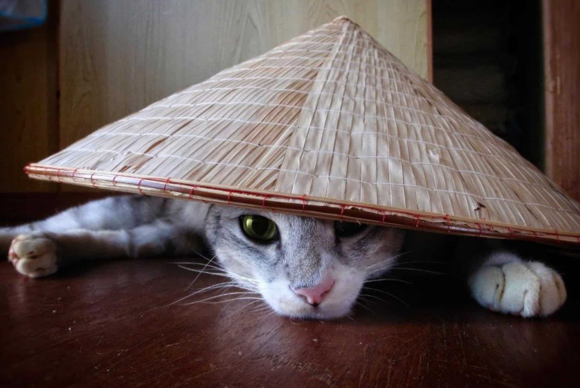 435 vue 435 vue