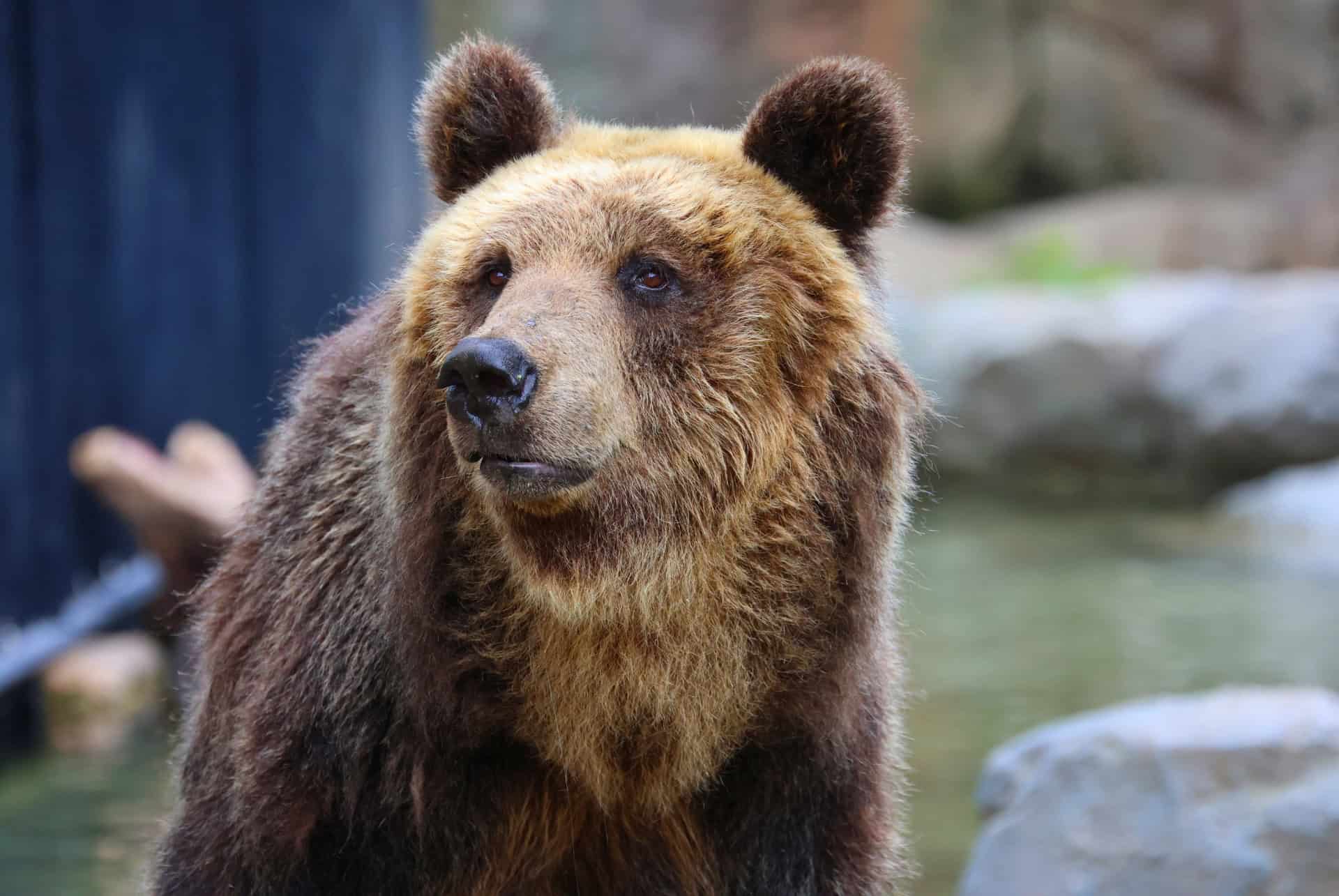 asahikawa visiter le zoo asahikawa visiter le zoo