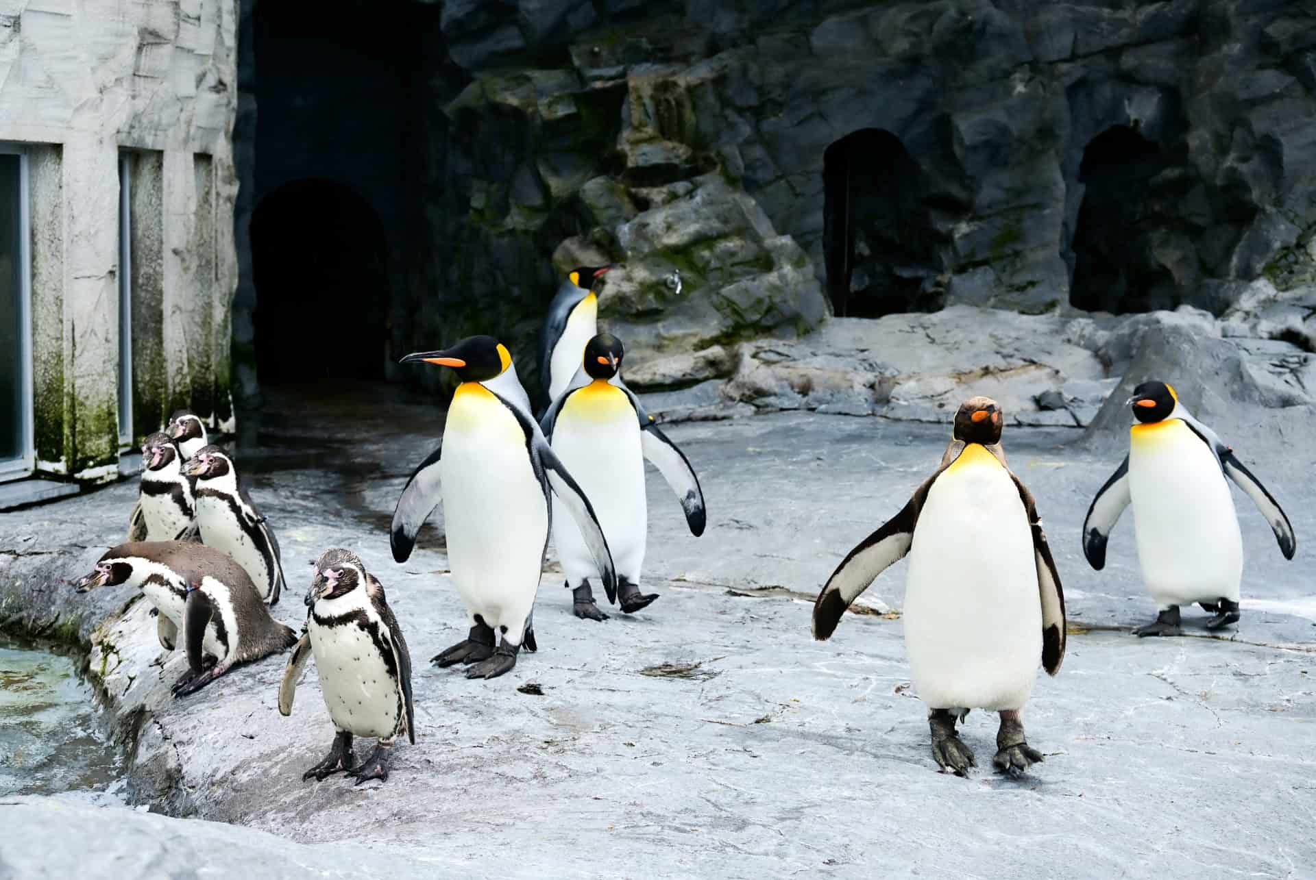 asahikawa zoo asahikawa zoo