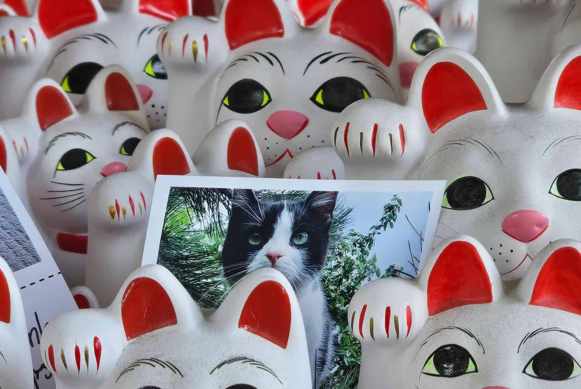 chats gotoku ji chats gotoku ji