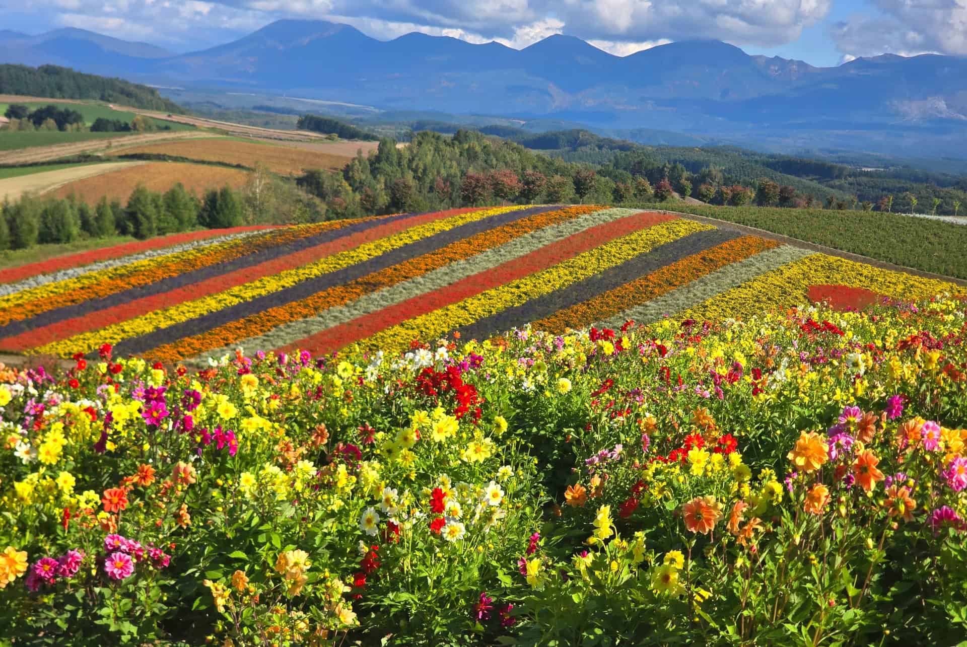 furano furano