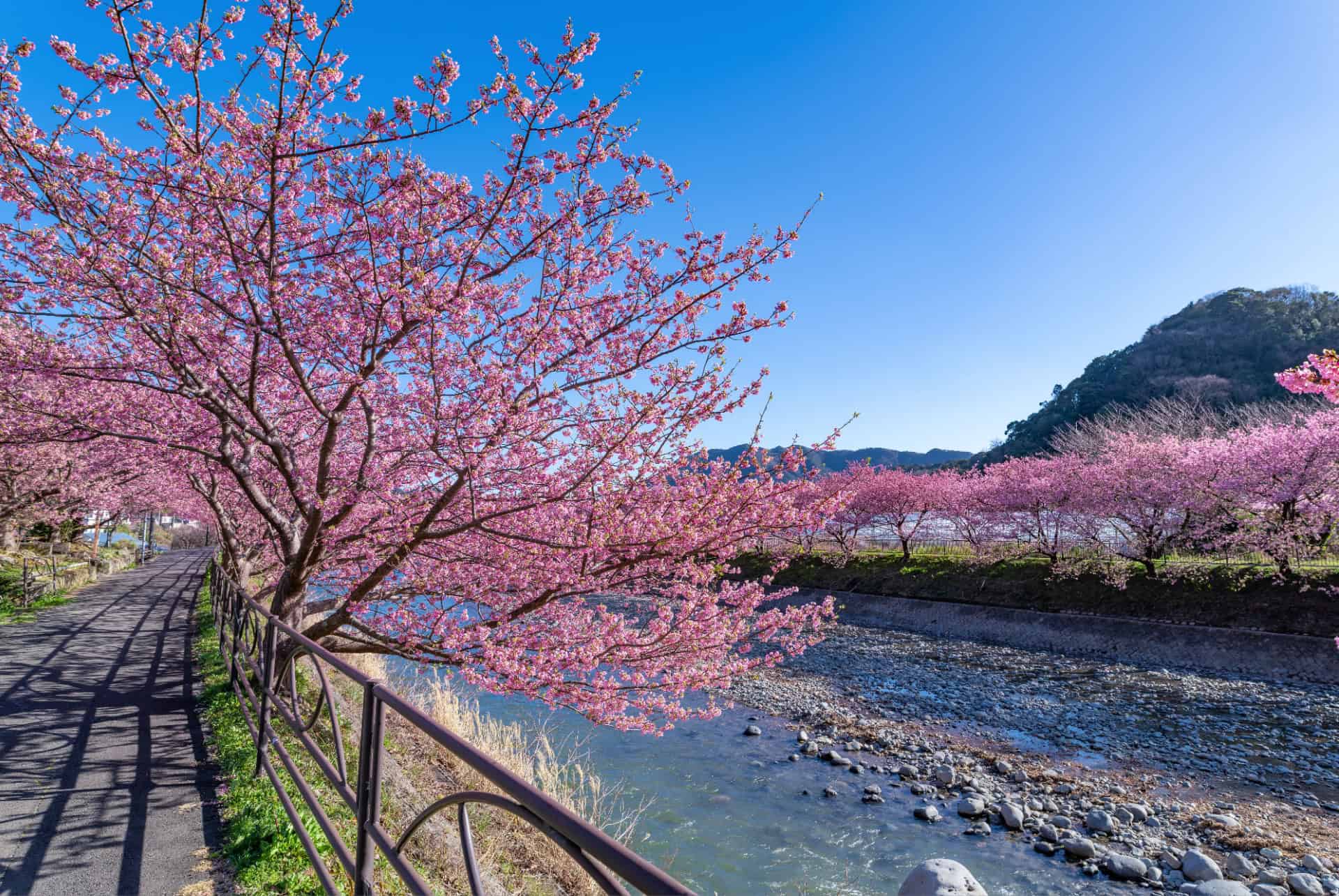 kawazu cerisiers kawazu cerisiers