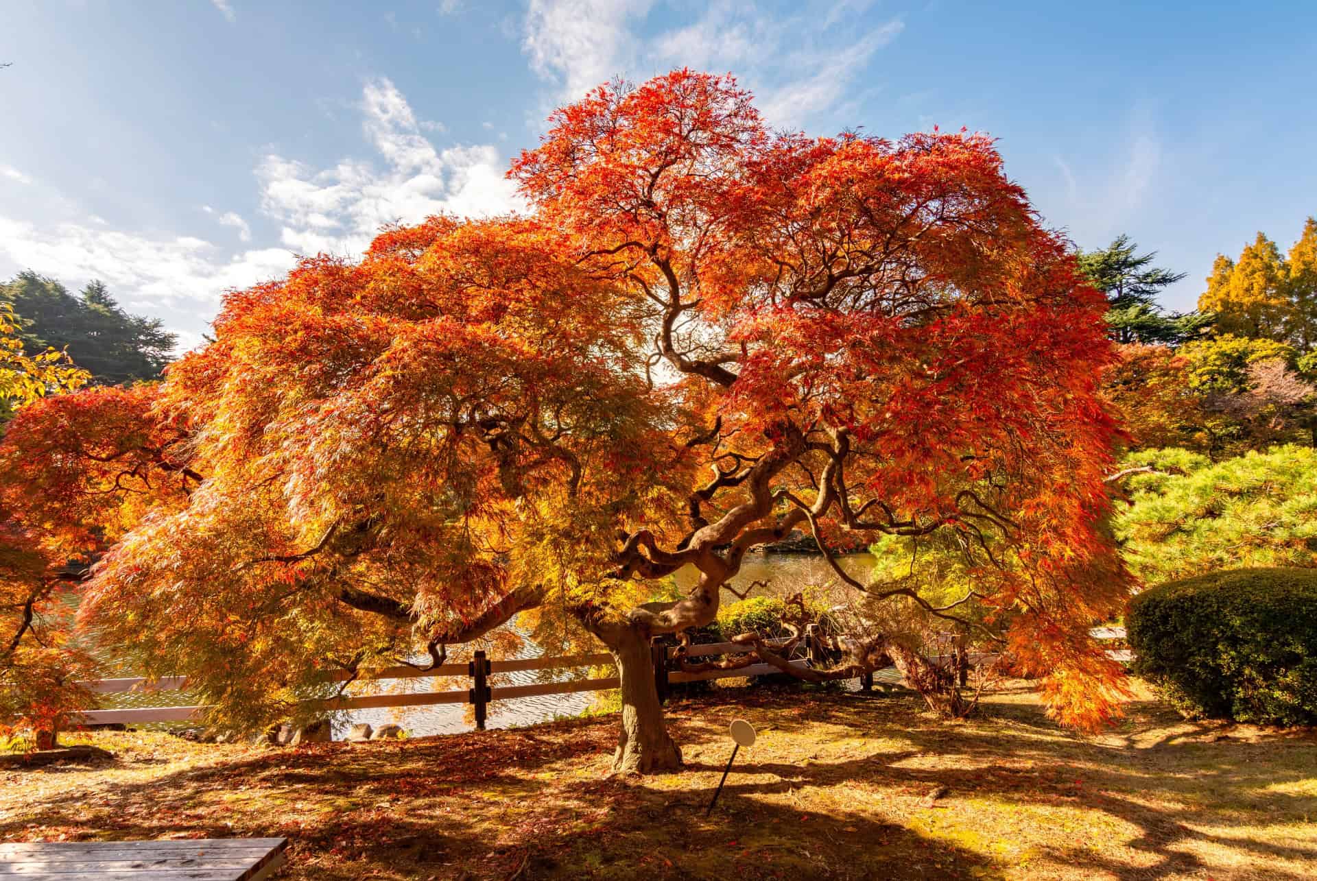 arbre shinjuku gyoen arbre shinjuku gyoen