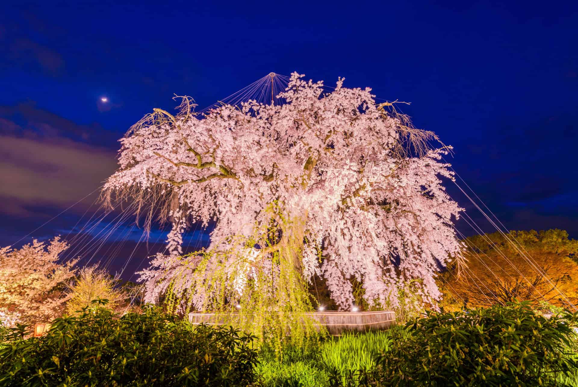 parc maruyama de nuit parc maruyama de nuit